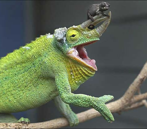 http://onthestroke.files.wordpress.com/2011/09/baby-chameleon.jpg?w=480&h=420